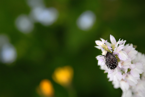 Prstnatec plamatý sedmihradský (Dactylorhiza maculata transsilvanica)