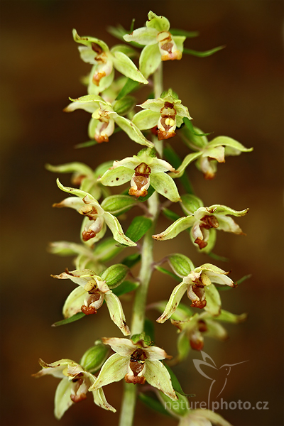 Kruštík modrofialový (Epipactis purpurata)