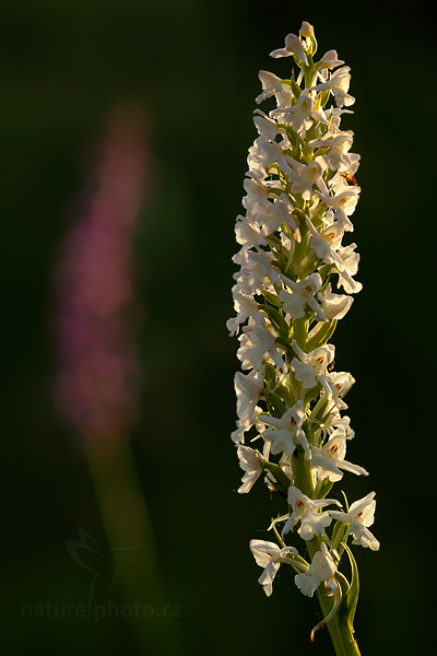 Pětiprstka hustokvětá (Gymnadenia densiflora)