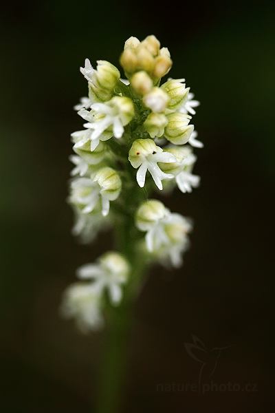 Vstavač osmahlý (Orchis ustulata)