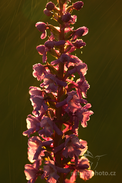 Pětiprstka hustokvětá (Gymnadenia densiflora)