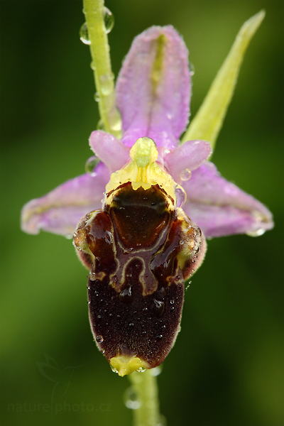 Tořič čmelákovitý Holubyův (Ophrys holoserica holubyana)