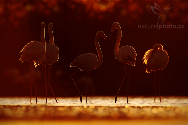 Plameňák růžový (Phoenicopterus ruber)