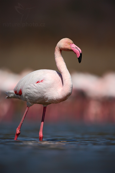 Plameňák růžový (Phoenicopterus ruber)