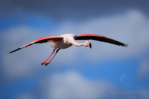 Plameňák růžový (Phoenicopterus ruber)