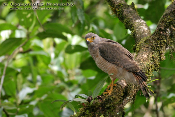 Káně Gmelinova, Roadside Hawk (Buteo magnirostris)