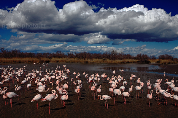 Plameňák růžový (Phoenicopterus ruber)