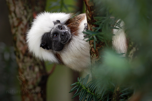 Tamarín pinčí (Saguinus oedipus)