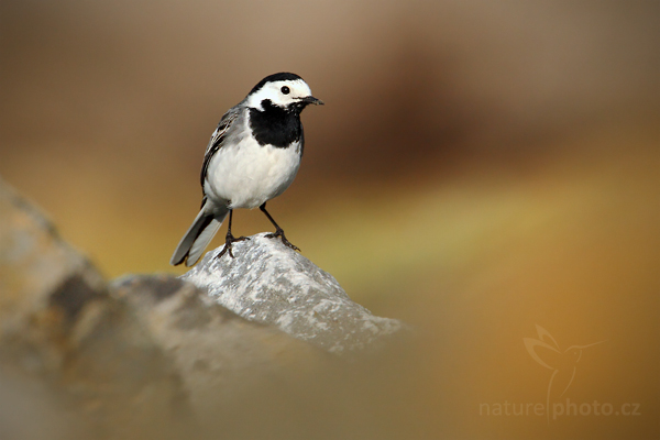 Konipas bílý (Motacilla alba)