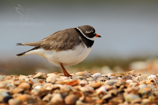Kulík písečný (Charadrius hiaticula), Ringed Plover