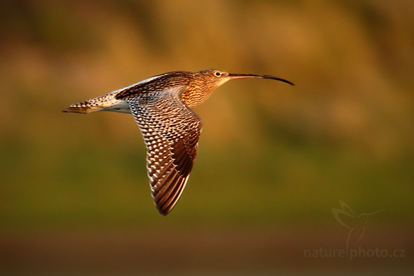 Koliha velká (Numenius arquata)