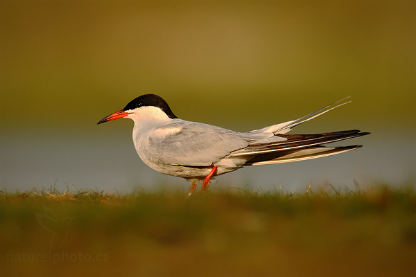Rybák obecný (Sterna hirundo)