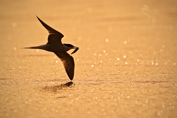 Rybák obecný (Sterna hirundo)