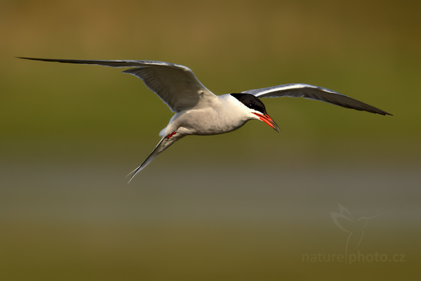 Rybák obecný (Sterna hirundo)