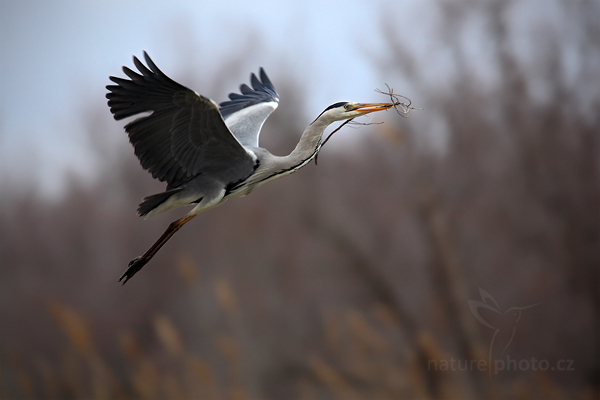 Volavka popelavá (Ardea cinerea)