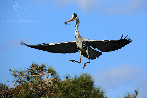 Volavka popelavá (Ardea cinerea)