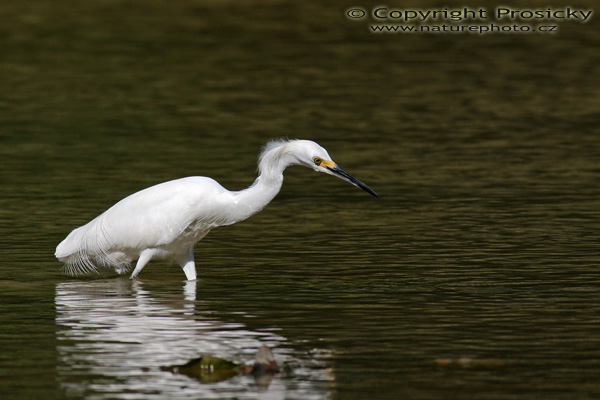 Volavka bělostná (Egretta thula)