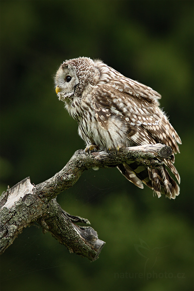 Puštík bělavý (Strix uralensis)