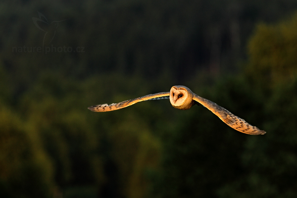 Sova pálená (Tyto alba)