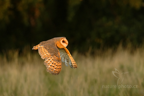 Sova pálená (Tyto alba)