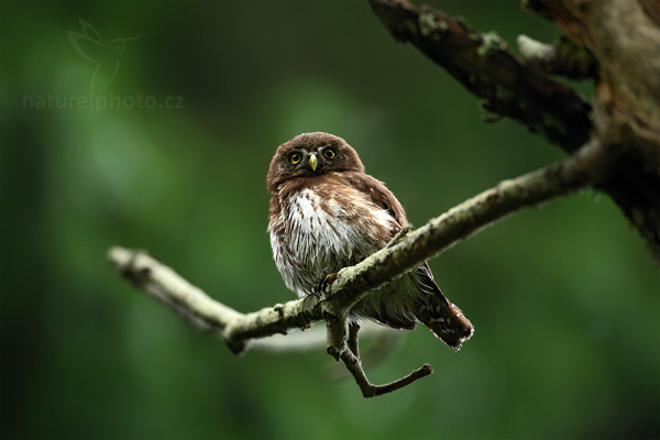 Kulíšek nejmenší (Glaucidium passerinum)