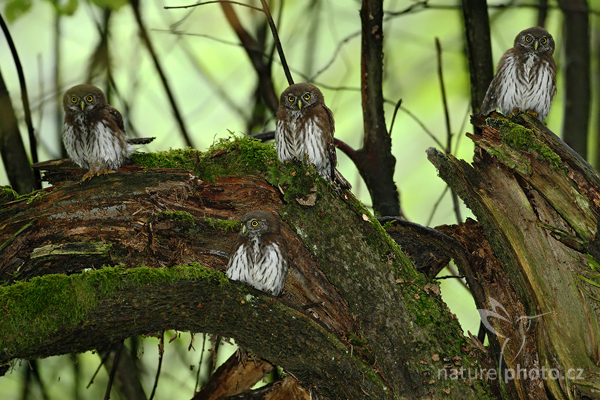 Kulíšek nejmenší (Glaucidium passerinum)