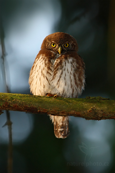 Kulíšek nejmenší (Glaucidium passerinum)