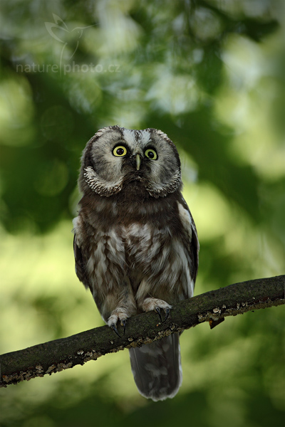 Sýc rousný (Aegolius funereus)