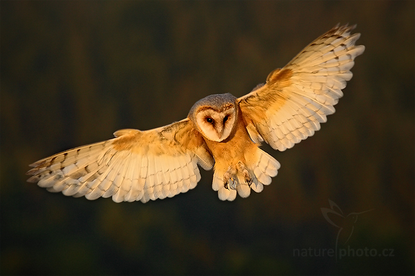 Sova pálená (Tyto alba)