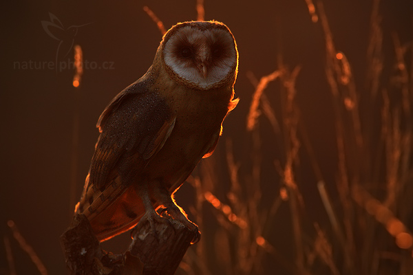 Sova pálená (Tyto alba)