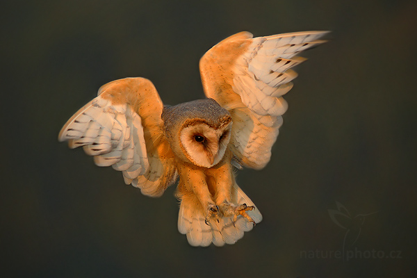 Sova pálená (Tyto alba)