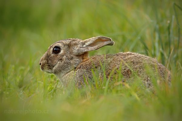 Zajíc polní (Lepus europaeus)