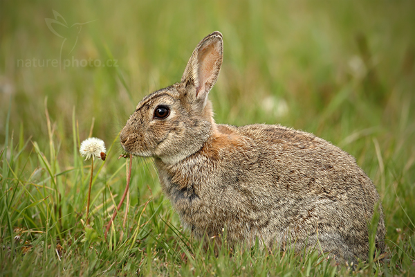 Zajíc polní (Lepus europaeus)