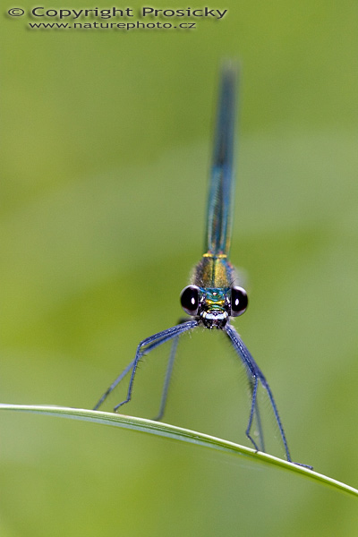 Motýlice obecná (Calopteryx virgo)