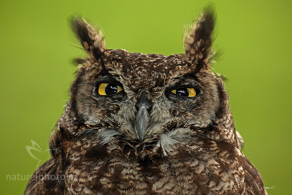 Výr virginský (Bubo virginianus)