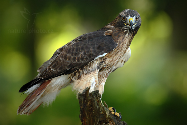 Káně rudoocasá (Buteo jamaicensis)