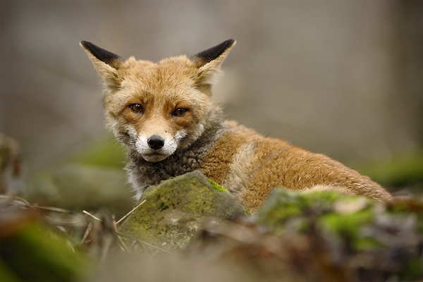 Liška obecná (Vulpes vulpes)