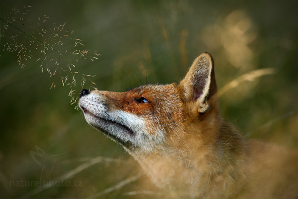 Liška obecná (Vulpes vulpes)