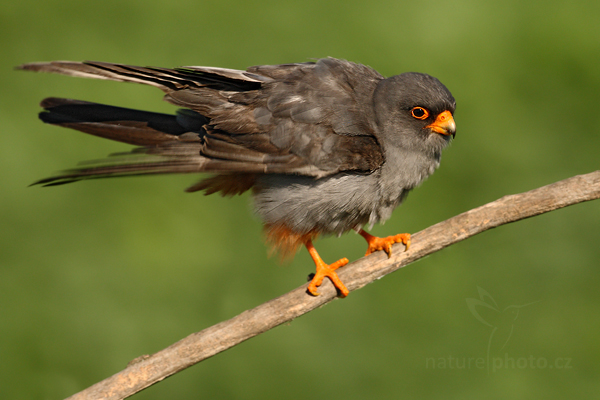 Poštolka rudonohá (Falco vespertinus)