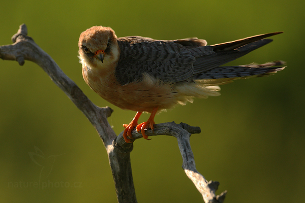 Poštolka rudonohá (Falco vespertinus)