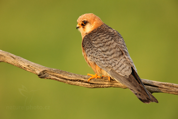 Poštolka rudonohá (Falco vespertinus)