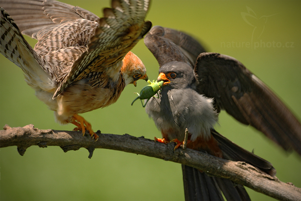Poštolka rudonohá (Falco vespertinus)