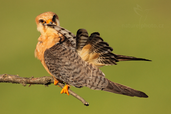 Poštolka rudonohá (Falco vespertinus)