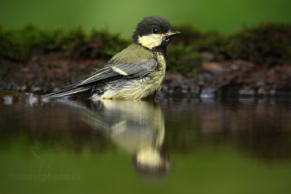 Sýkora koňadra (Parus major)