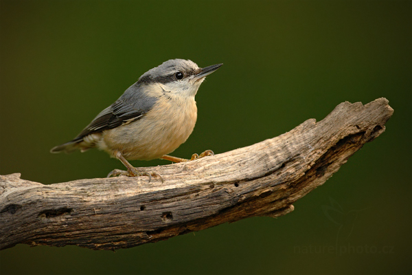 Brhlík lesní (Sitta europaea)