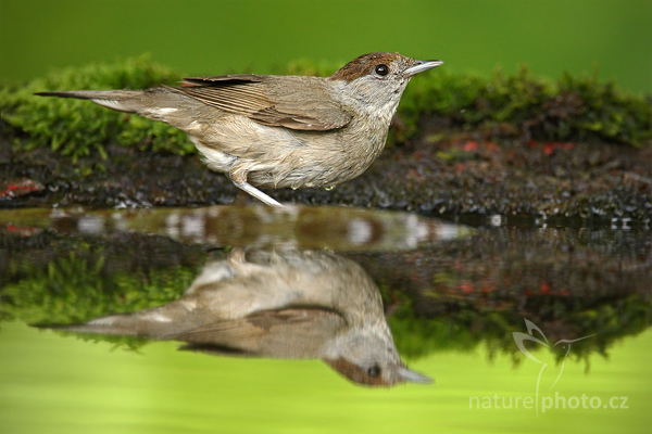 Pěnice černohlavá (Sylvia atricapilla)