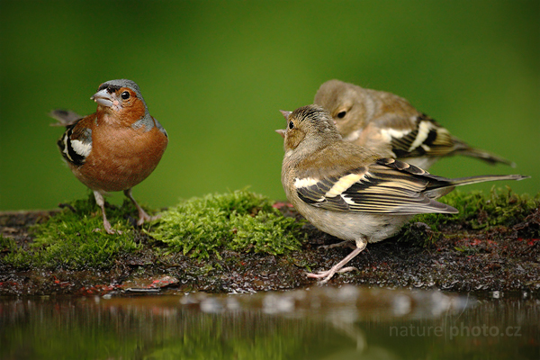 Pěnkava obecná (Fringilla coelebs)
