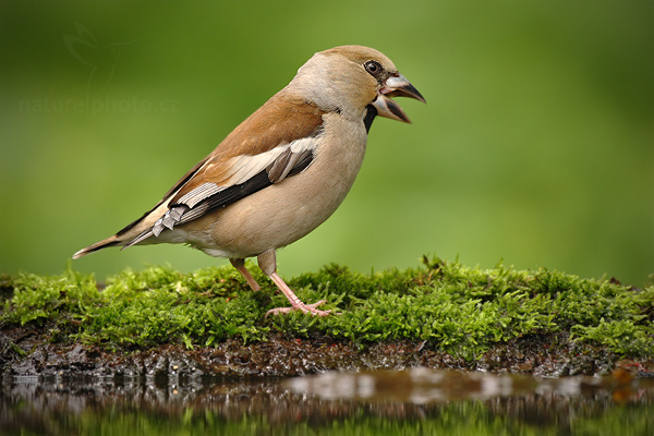 Dlask tlustozobý (Coccothraustes coccothraustes)