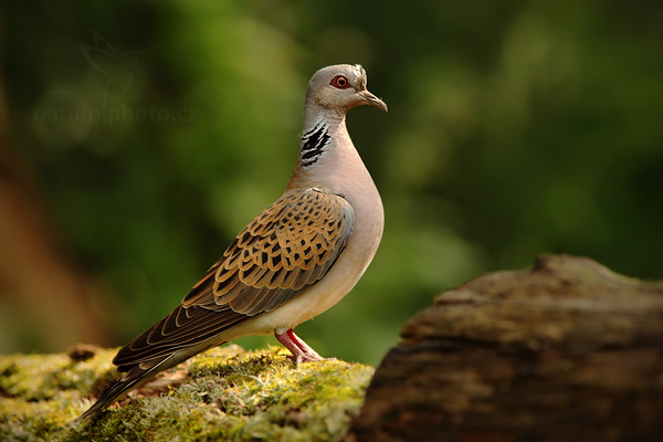 Hrdlička divoká (Streptopelia turtur)
