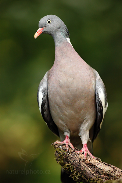 Holub hřivnáč (Columba palumbus)